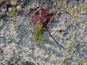 red seaweed (2)